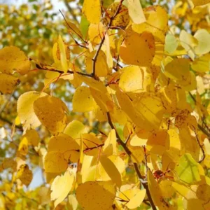 Quaking Aspen Trees Live Plants - 2 Aspen Tree Seedlings 10-14 Inch Deciduous Ornamental Tree