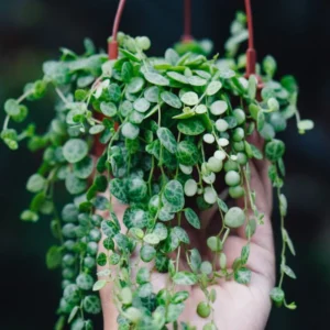 Rare Succulent Houseplant - Live Indoor Plant Decoration
