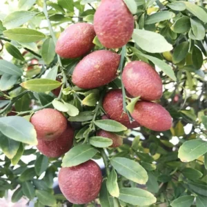 Red Lime Tree Live Plant 3-4' Tall in Pot - Ready for Planting