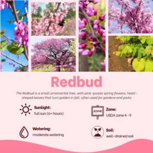 Redbud Tree Quart Pot - Ornamental Flowering Tree - Pink Blooms