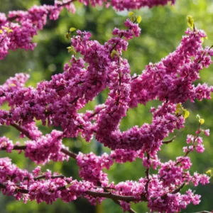 Redbud Tree Quart Pot - Ornamental Flowering Tree - Pink Blooms