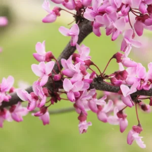 Redbud Tree Quart Pot - Ornamental Flowering Tree - Pink Blooms