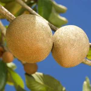 Sapodilla Tree Live Plant - 24 to 36 Inches Tall - Sapodilla Fruit Tree