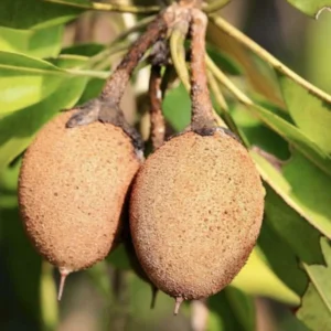 Sapodilla Tree Live Plant - 24 to 36 Inches Tall - Sapodilla Fruit Tree