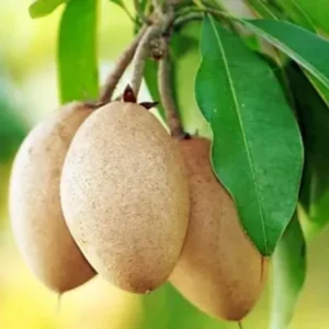 Sapodilla Tree Live Plant - 24 to 36 Inches Tall - Sapodilla Fruit Tree