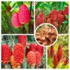 Shampoo Ginger Rhizomes - 6 Fresh Red Pinecone Ginger Roots - Hardy Perennial - Garden Planting