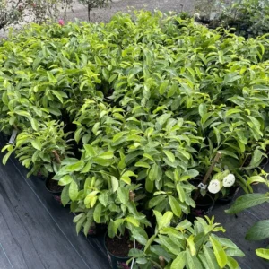 Soursop Guanabana Fruit Tree - Live Plant, 24-36 Inches Tall