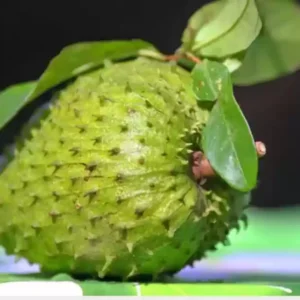 Soursop Guanabana Fruit Tree - Live Plant, 24-36 Inches Tall
