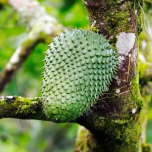 Soursop Guanabana Fruit Tree - Live Plant, 24-36 Inches Tall