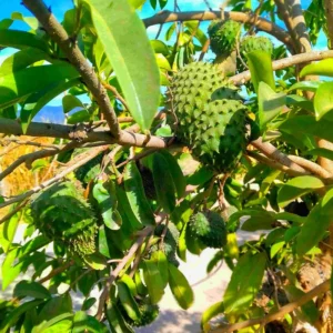 Soursop Guanabana Tree Live Plant - 24-36 Inches Tall - Tropical Fruit Tree