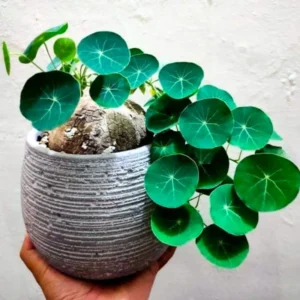 Stephania Cephalantha Caudex Plant - Live Succulent Root - 2.5-3 Inch Indoor Growing