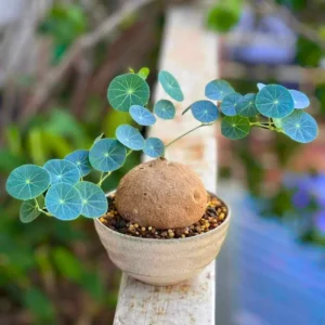 Stephania Cephalantha Caudex Plant - Mini Succulent Vine - 3-3.5 Inch - Indoor Gardening
