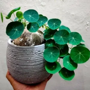 Stephania Cephalantha Live Caudex Plant - Medium Rare Succulent Indoor Decor