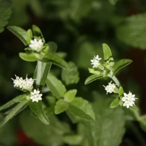 Stevia Plants 2-Pack Live Sweet Herb Garden Growing 4-6 Inch Tall
