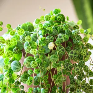 String of Turtles Plant - Live Succulent Vine - 3 Inch Pot - Indoor Planting