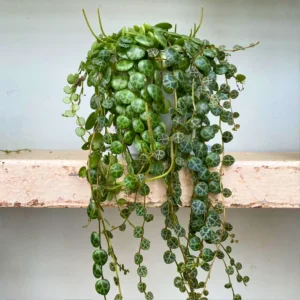 String of Turtles Succulent Live Trailing Houseplant 3 Inch Pot
