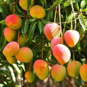 Sweet Mango Tree Live Plant, 10-14 Inch Tropical Fruit Tree for Home Garden Planting