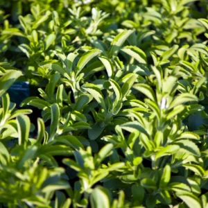 Sweet Stevia Live Plants - Herb - 4'' Pot - Planting Stevia