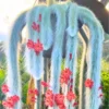 Trailing Monkey Tail Cactus Live Plant - Rare Hanging Succulent 5-8 Inch
