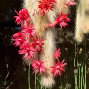 Trailing Monkey Tail Cactus Live Plant - Rare Hanging Succulent 5-8 Inch