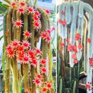 Trailing Monkey Tail Cactus Live Plant - Rare Hanging Succulent 5-8 Inch