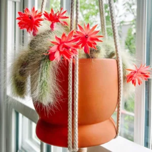 Trailing Monkey Tail Cactus Live Plant - Rare Hanging Succulent 5-8 Inch