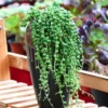 Trailing Succulent Vine Plant - Rare Live Indoor Plant 2.5 Inch Pot