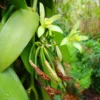 Vanilla Vine Plant Live Fragrant Climbing 4-7 Inches Indoor Outdoor