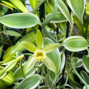Vanilla Vine Plant Live Fragrant Climbing 4-7 Inches Indoor Outdoor