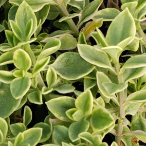 Variegated Baby Sun Rose Succulent 2 Inch Pink Ice Plant - Rare