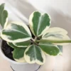 Variegated Heart Leaf Hoya Plant - Live Hoya Kerrii in 4 Inch Pot