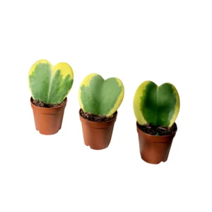 Variegated Hoya Kerrii Plant - 4 Inch Hoya Heart Plant Live - Rare Indoor Houseplant