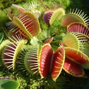 Venus Flytrap RG38A Dionaea Muscipula Cultivar - Large Live Plant