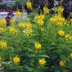 Yellow Mexican Bird of Paradise Plant Live - 4 Inch Pot Dwarf Poinciana Tree