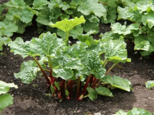 Red rhubarb plant with vibrant stalks and large green leaves growing in fertile soil.