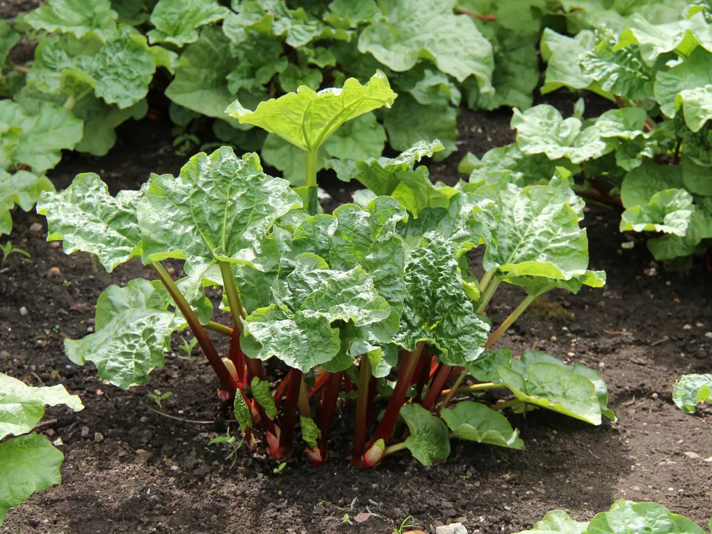 Red rhubarb plant with vibrant stalks and large green leaves growing in fertile soil.