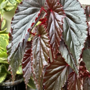 Begonia Plant Live, 4 Inch Pot, Colorful Foliage, Easy-Care Indoor Houseplant