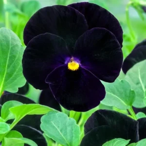 Black Pansy Live Plant - 2 Pack Flowering Viola, 3-6 Inches, Garden Ready