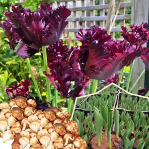 Black Parrot Tulip Bulbs - 10 Flower Bulbs for Spring or Fall Planting