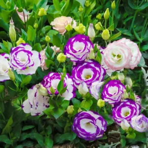 Blue Picotee Lisianthus Plugs 3-5 Inch Tall Live Flower Plant