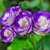 Blue Picotee Lisianthus Plugs Set of 2 Live Flower Plants 3-5'' Tall