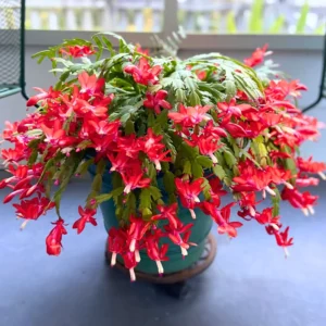 Christmas Cactus Plant 4