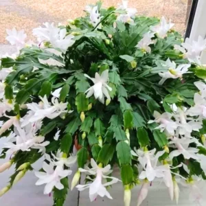 Christmas Cactus Plant 4