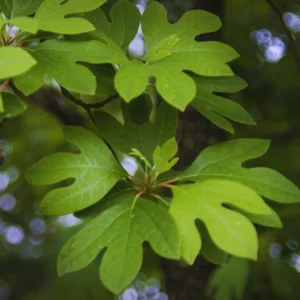 Common Sassafras Seedling - Live Plant in Quart Pot - 1 Year Old Tree