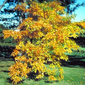 Common Sassafras Seedling - Live Plant in Quart Pot - 1 Year Old Tree