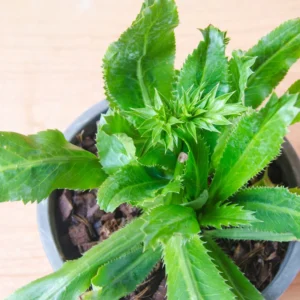 Culantro Plant Live - 4 Pack Herb Plant - Garden Ready - 4-6 Inches