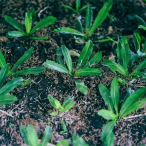 Culantro Plant Live - 4 Pack Herb Plant - Garden Ready - 4-6 Inches