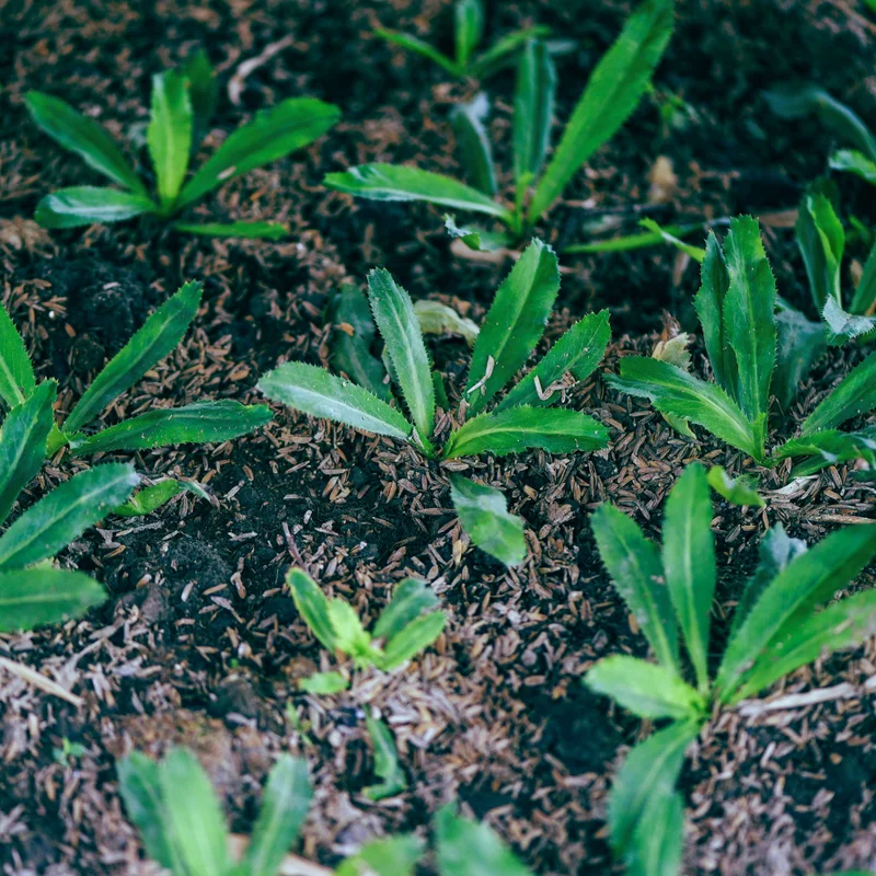 Culantro Plant Live - 4 Pack Herb Plant - Garden Ready - 4-6 Inches