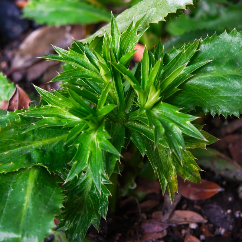 Culantro Plant Live - 4 Pack Herb Plant - Garden Ready - 4-6 Inches