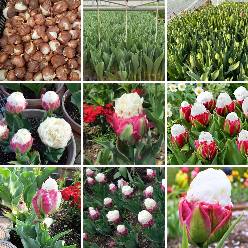 Ice Cream Tulip Bulbs - 15 Pack Fall Planting - Colorful Spring Flowers